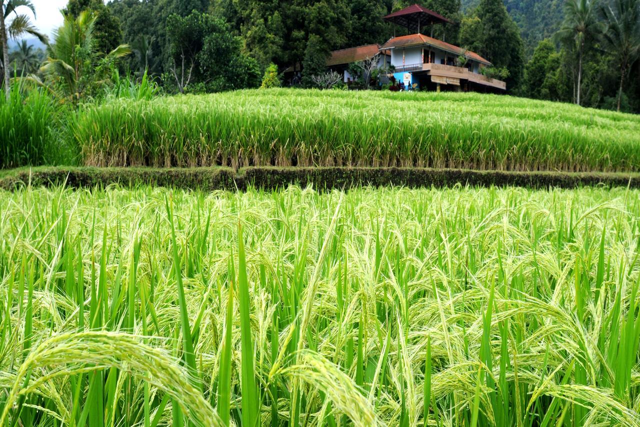 Gangga Homestay Munduk Exteriér fotografie